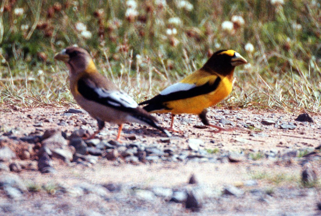 Grosbeak, Evening, PEI, 5-1994 B03P14I02.jpg - Evening Grosbeak